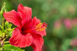 Hibiskus Bitkisi Nedir
